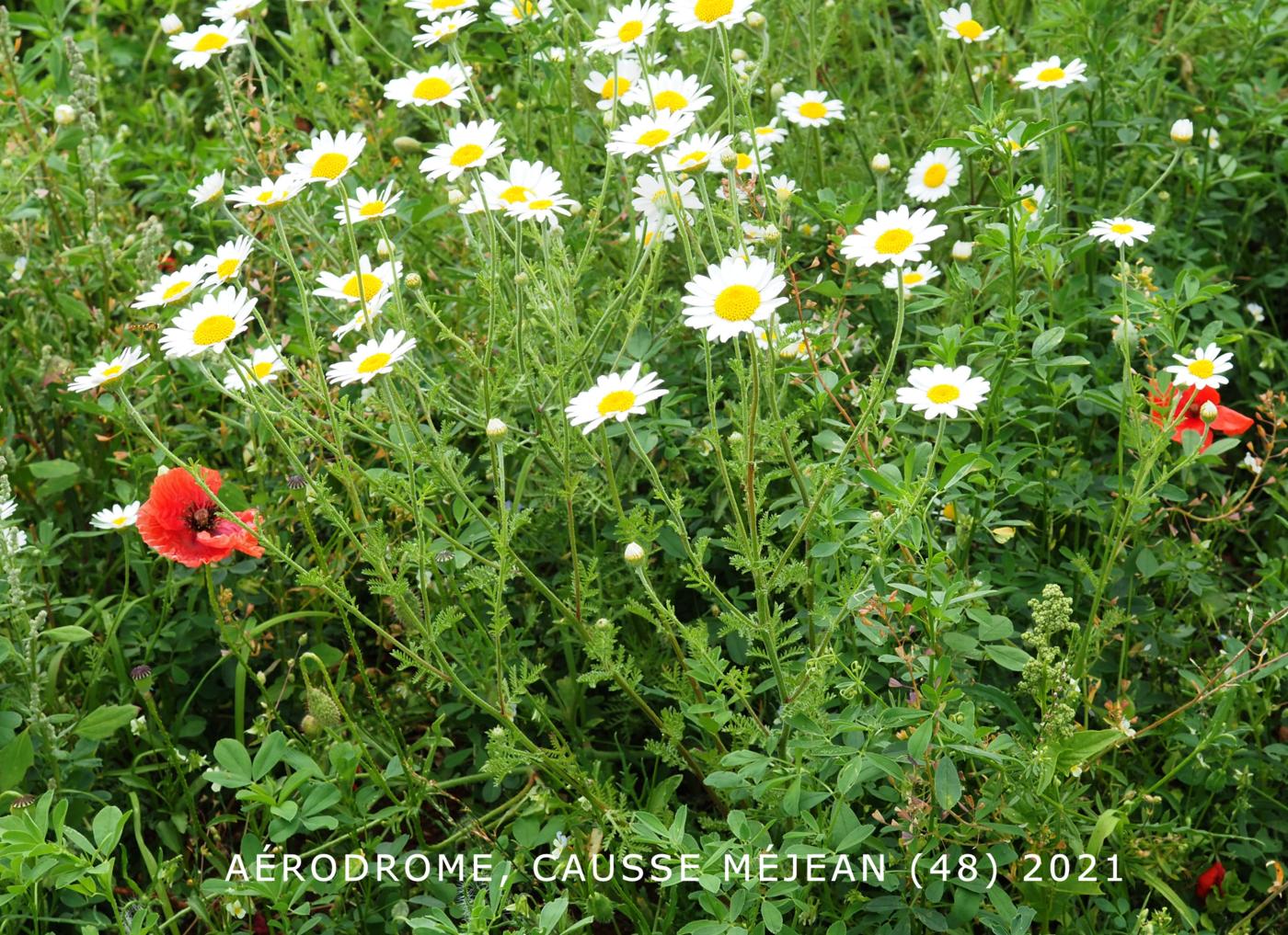 Chamomile, False plant